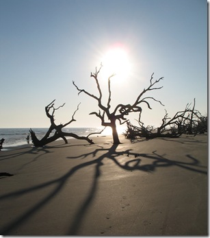 Tree_Shadow_Bulls