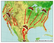 Monarch_Migration