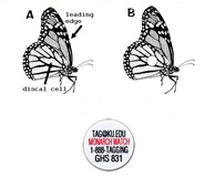 Monarch_Tagging