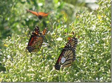 Monarchs3