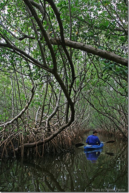 Weedon_Island