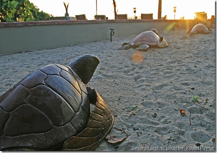 Seashell_Suites_Turtles
