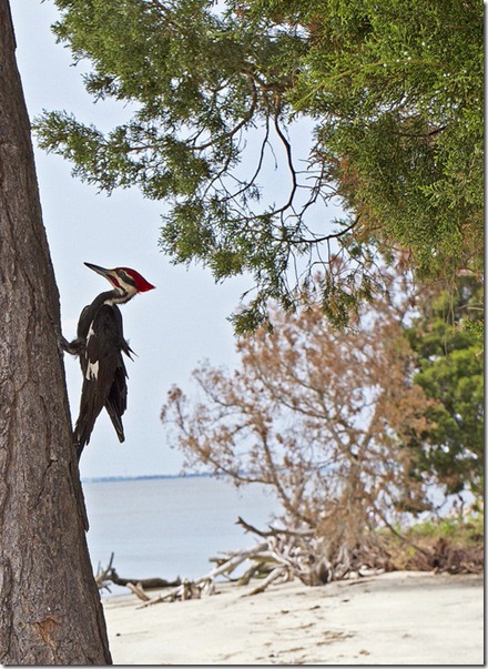 Pileated_Woodpecker