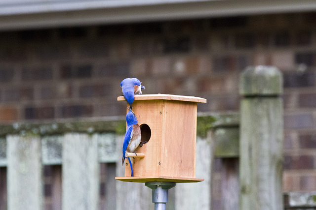 Male Bluebirds