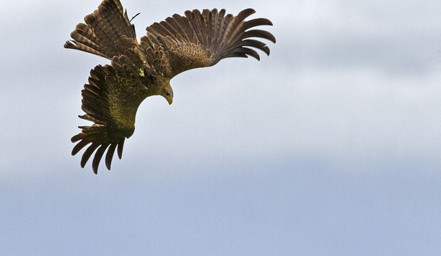 Center for Birds of Prey